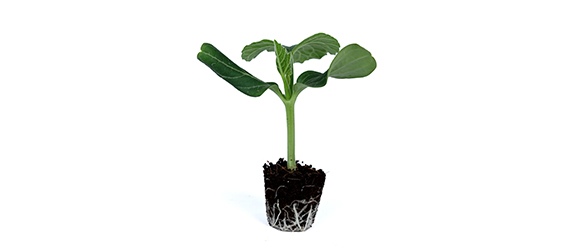 Bottle Gourd