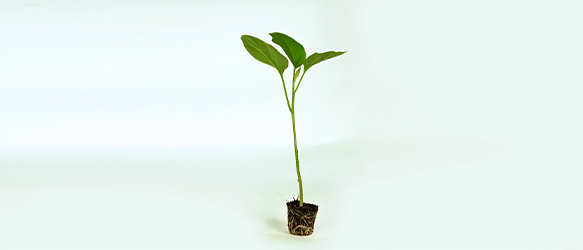 Eggplant/Brinjal