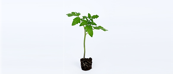 Tomato