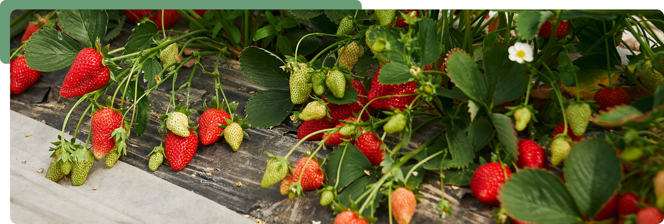 Healthy Plants